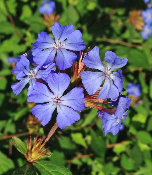 Ceratostigma willmottianum